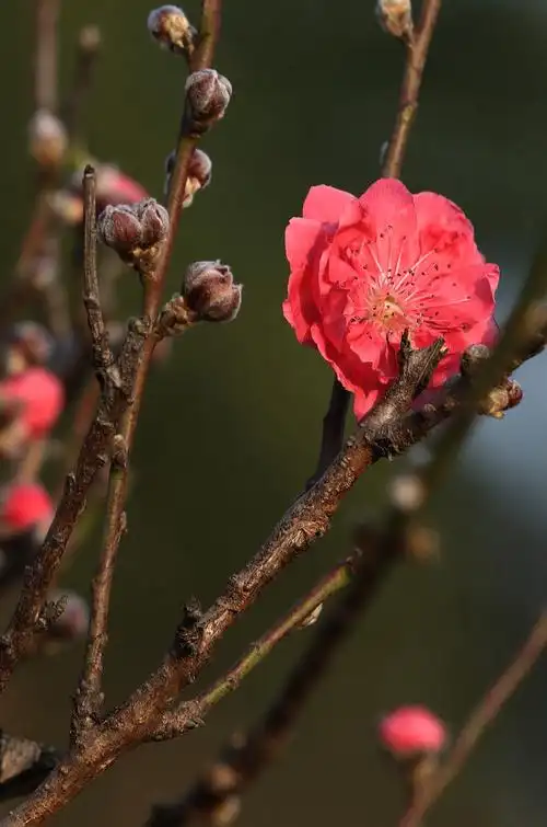 【桃花摄影图片】生态摄影_太平洋电脑网摄影部落