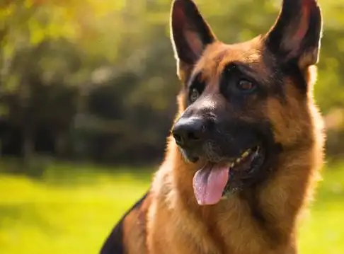 "德牧"的优点太多了,网友:养了之后就不想换了!_狗狗_主人_什么