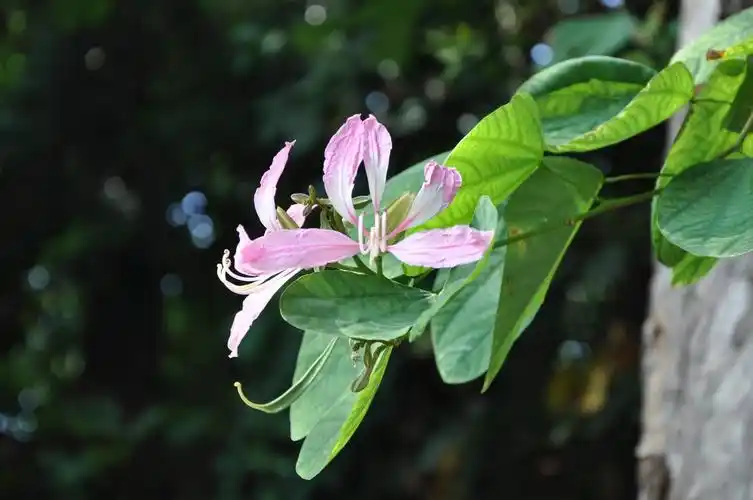 羊蹄甲花图片羊蹄甲图片羊蹄甲植物图片