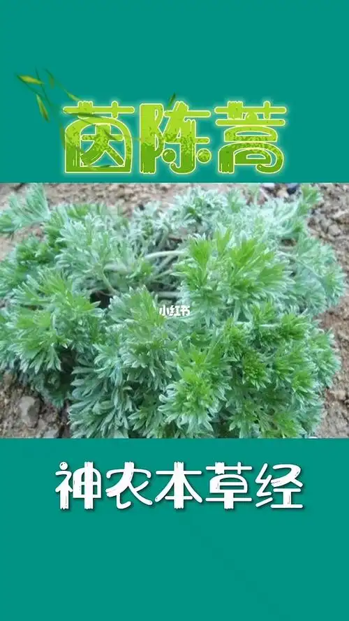 茵陈蒿