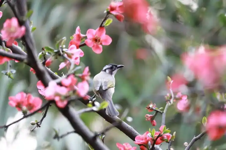 阳光明媚,鸟语花香.