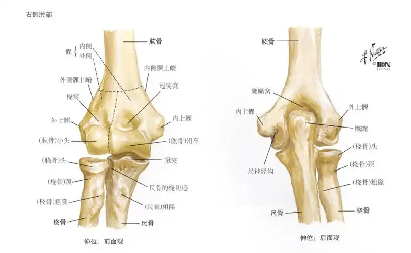 小儿左肱骨髁骨折