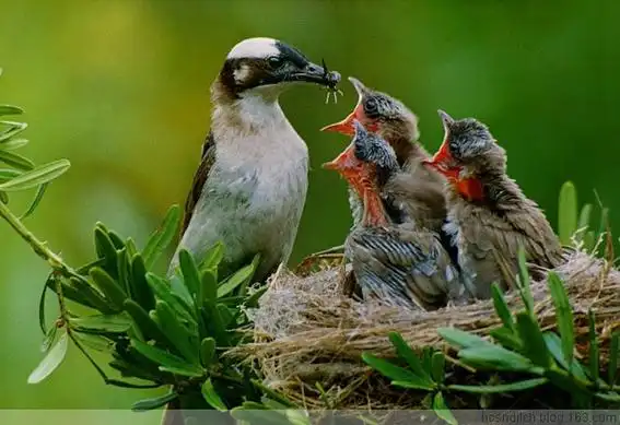 母爱,哺育图片-献给伟大的母亲