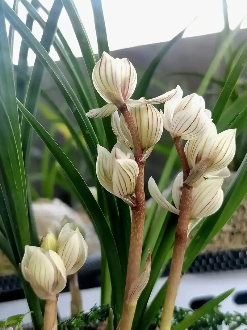 《兰君荷鼎》莲瓣兰,兰君荷鼎,出自云南省保山市施