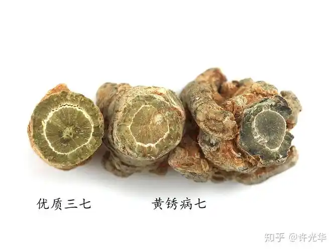 30种不同三七真伪优劣高清大图对比