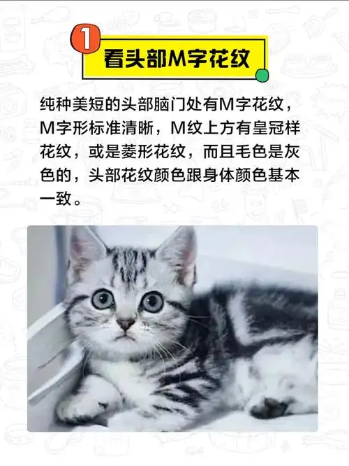 美国短毛猫一直以来是很受欢迎的小猫咪,美国短毛猫是产于美国的品种