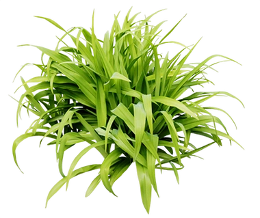 草丛免抠png透明图片