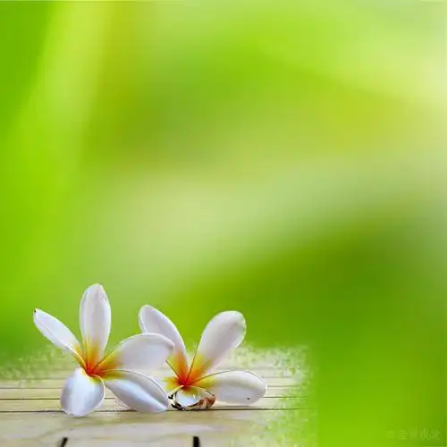 鸡蛋花,淡绿色,背景,效用,使用_高清图片_全景视觉