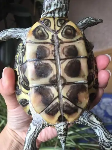 我的小龟肚子上腐烂应该怎么治 求大神们帮忙