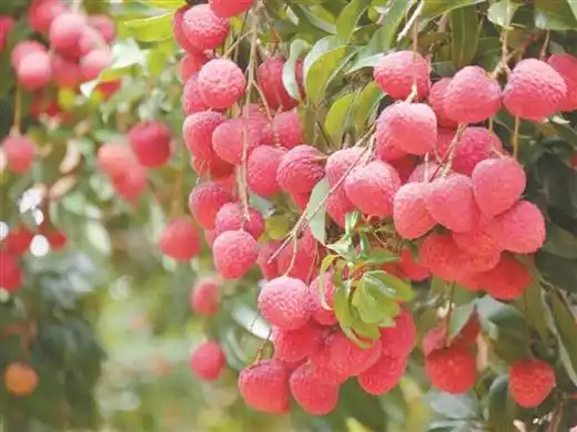 晚熟荔枝错峰上市 质优价高供不应求