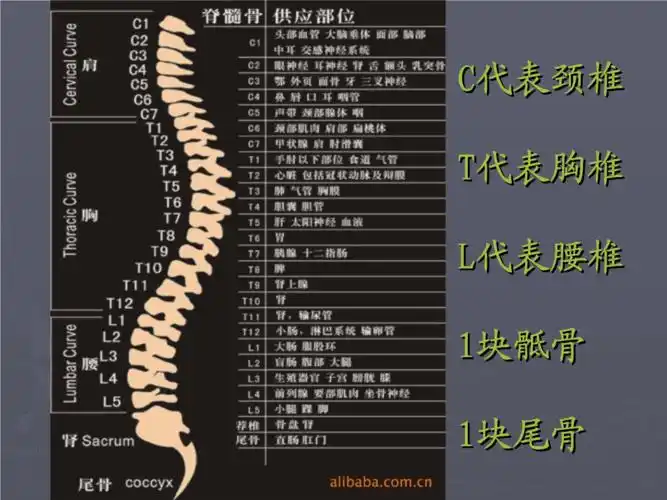 常见的脊柱与五脏六腑的关系.ppt