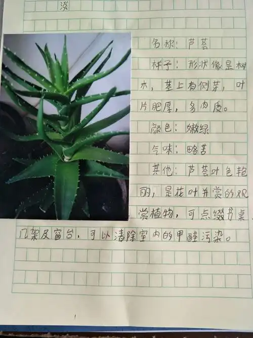 【三一动感中队】我的植物朋友——习作课纪实