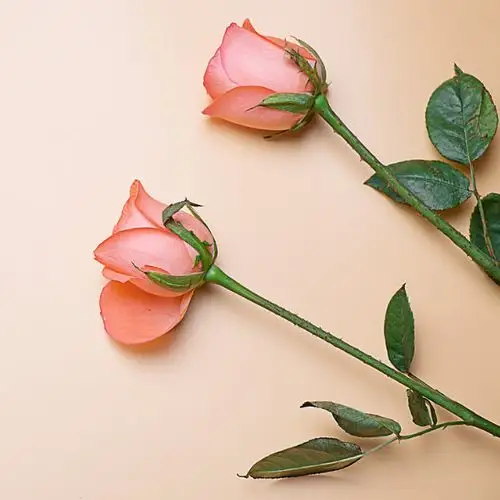 两只玫瑰花头像