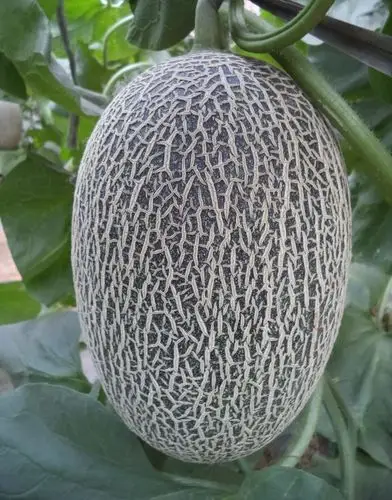 品一品,清脆可口;看价格,必须入手!爱种网双11甜瓜种子专场等你来!