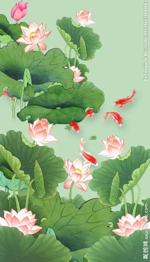 荷花鲤鱼图图片