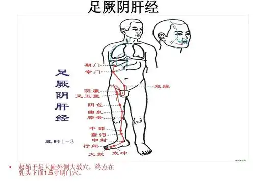 足厥阴肝经 起始于足大趾外侧大敦穴,终点在 乳头下面1.5寸期门穴.