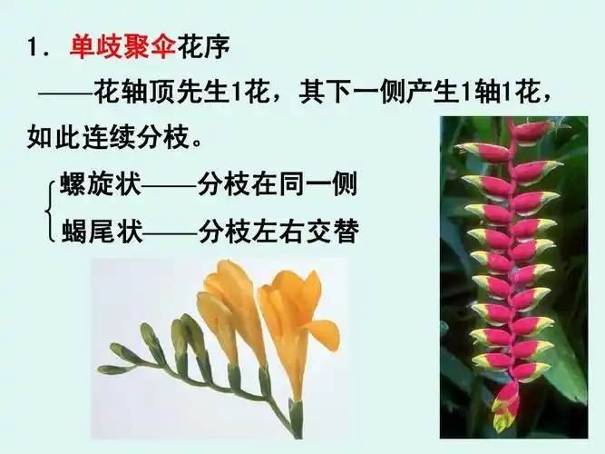 单歧聚伞花序 单歧聚伞花序 ——花轴顶先生1花,其下一侧产生1轴1花