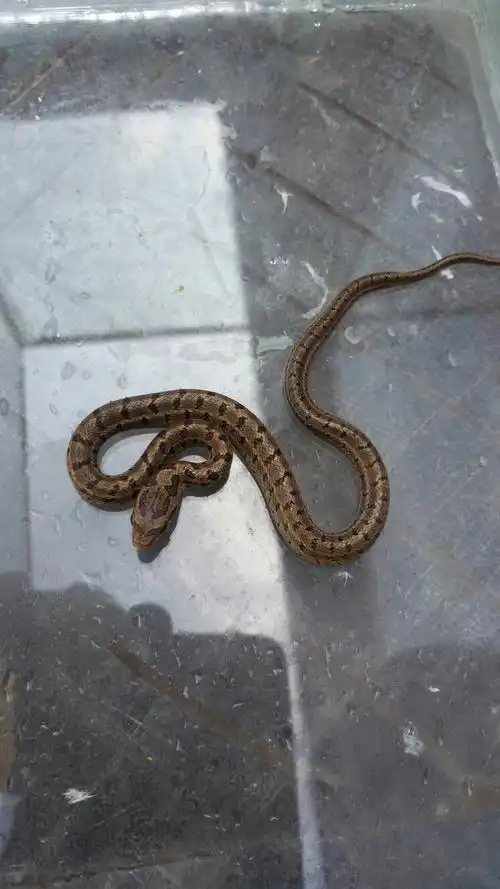 帮忙看一下这是什么蛇,还很小,20多厘米长,谢谢了!