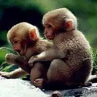 猴子头像图片个性另类_微信头像图片大全