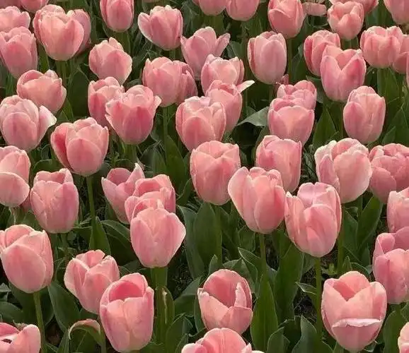 郁金香图片 唯美 头像【郁金香春日头像 676767】-万动力