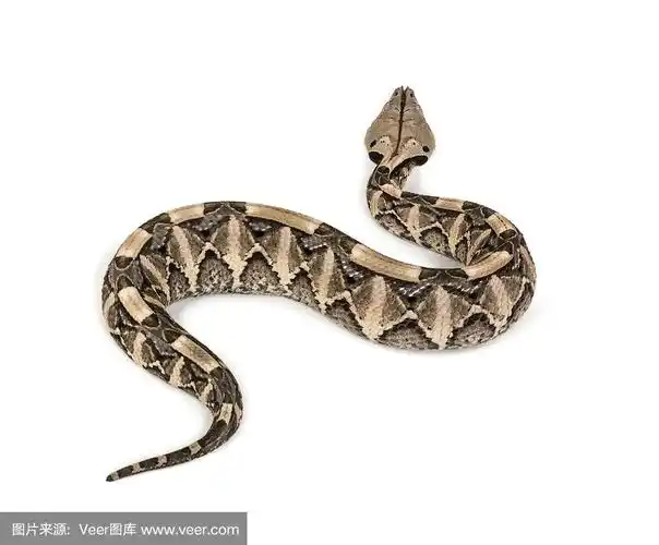 动物,加蓬蝰蛇,蝰蛇,有毒生物体,白色背景