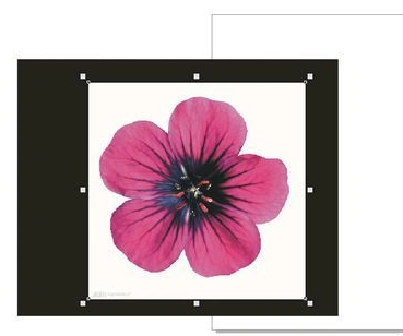 cdr如何快速去掉图像的白色背景cdr去掉白色背景的方法