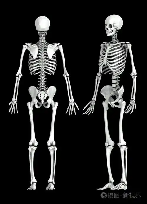 3d人体骨架医学图解