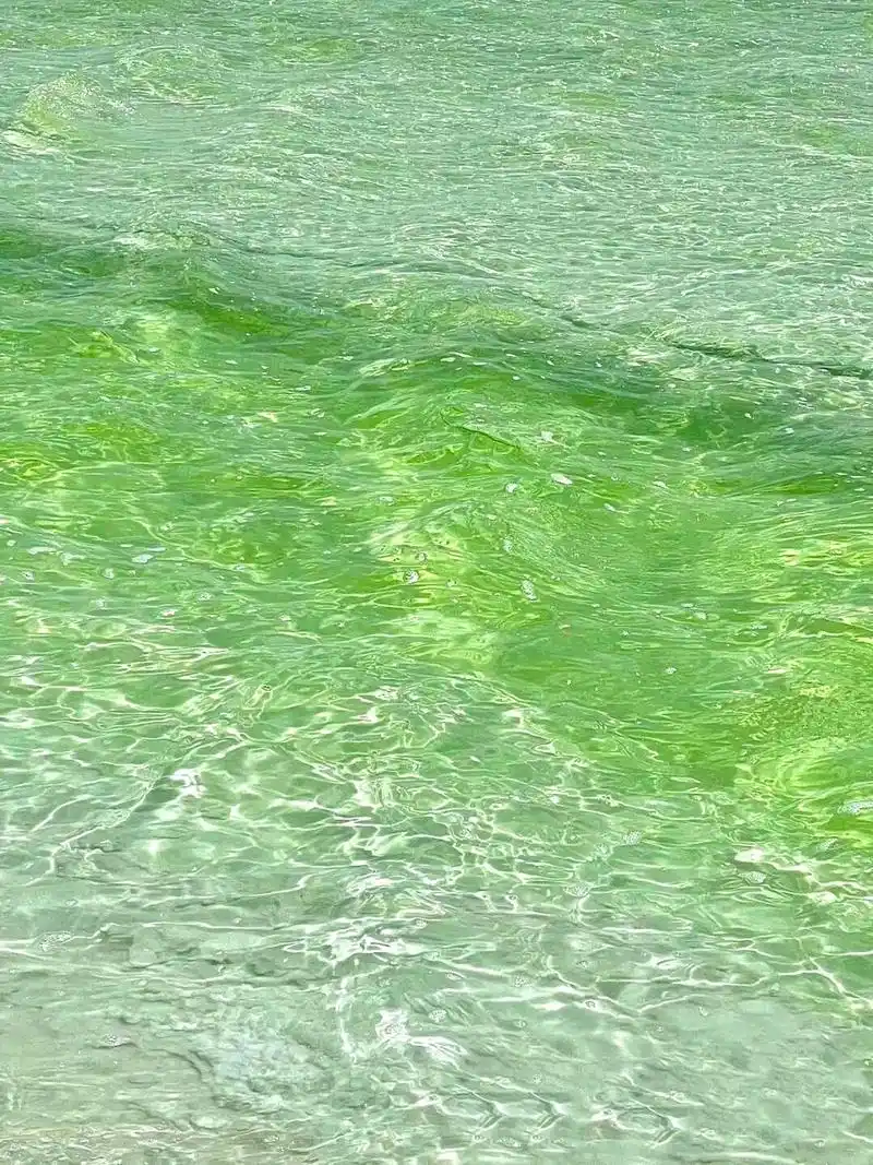 氛围感绿色系壁纸 最近在网上收集了一些很清新,超适合春夏的绿色壁纸