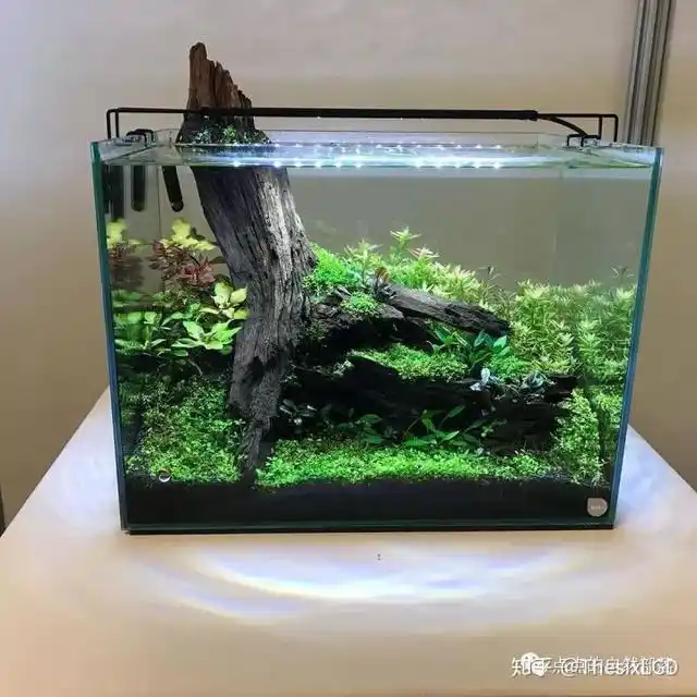 中小型生态水草造景缸集锦极力推荐收藏