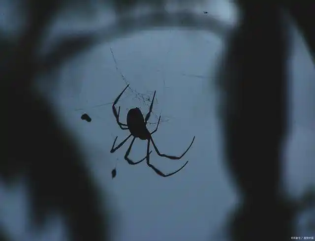 吸血鬼蜘蛛如何锁定雌性蚊子?