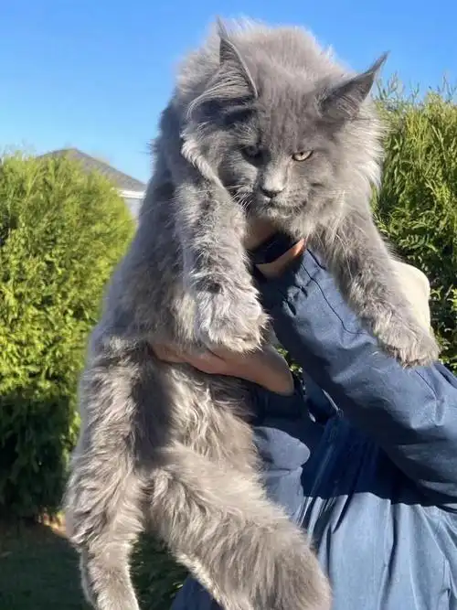 蓝烟缅因猫4个月弟弟