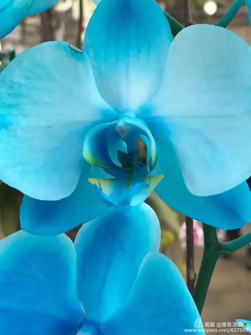 兰花海 - sea of orchid