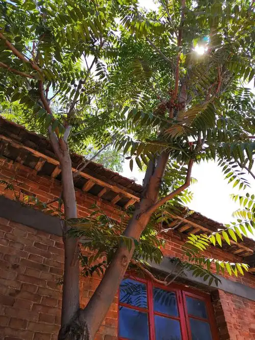 院子里的香椿树,搬家那年就种上了,砍了长,长了砍,如今还是这么高大!