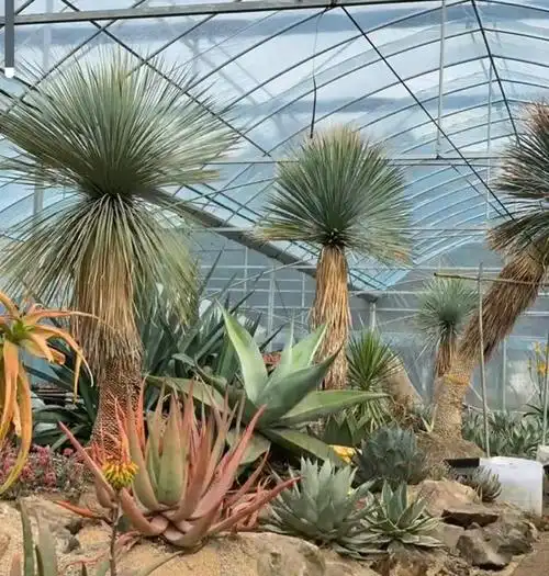 沙漠植物「造景手法」……建议收藏