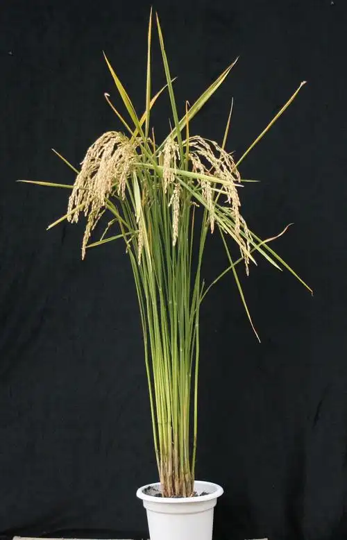 李家洋院士课题组与合作者选育出粳稻新品种