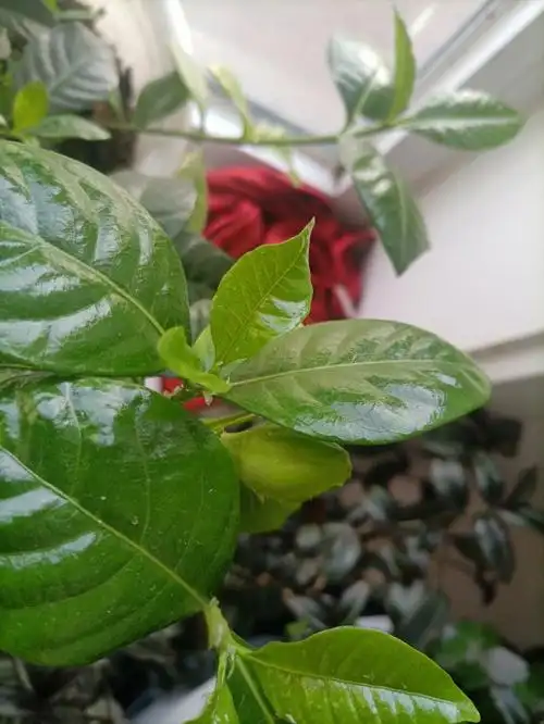 看看我的栀子花好多花苞啊