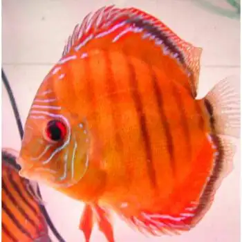 荣郁名彩七彩神仙鱼鱼苗23肉身老虎狗活体包损耗阿莲卡含尾25cm