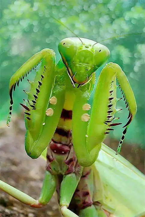 螳螂,亦称刀螂,无脊椎动物,属于昆虫纲有.