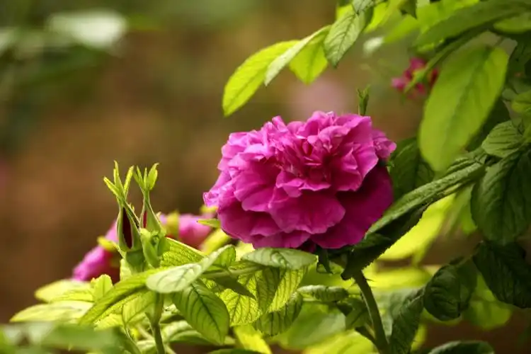 这才是真正的玫瑰花