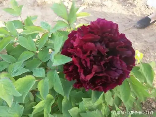 西瓜瓤,是牡丹十二名品之一,花农种植量少,也是老品种,花色粉色,有一