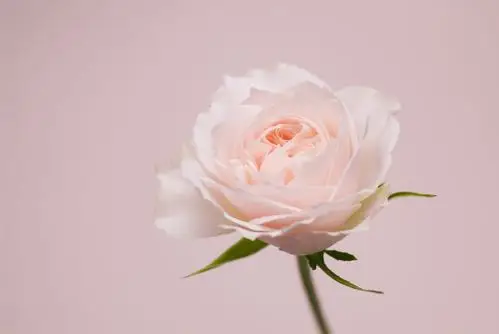 浪漫玫瑰 > || 更新时间:2018-10-17 颜色分 白色 关键词:  鲜花特写