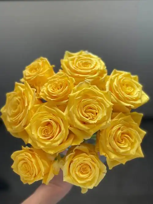 金枝玉叶单头玫瑰