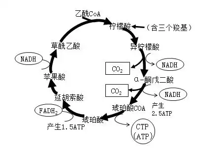 2022年临床医学专业本科水平测试生物化学知识点三羧酸循环