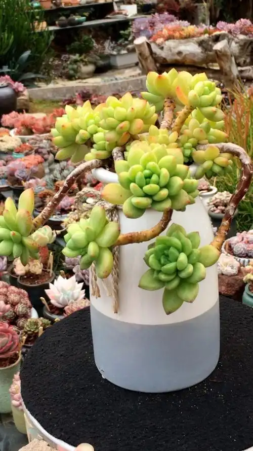 美美的春萌·老桩整桩无砍