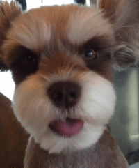 雪纳瑞邪魅的微笑