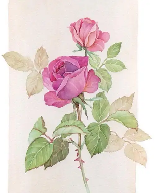 清新水彩画 手绘花卉 植物 清新自然 唯美壁纸 插画