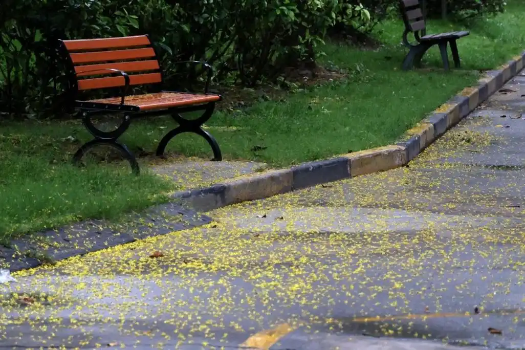 栾树花开,是秋对你的深情告白!