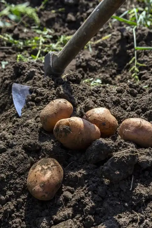 土豆种植指南:精细开沟,助力丰收
