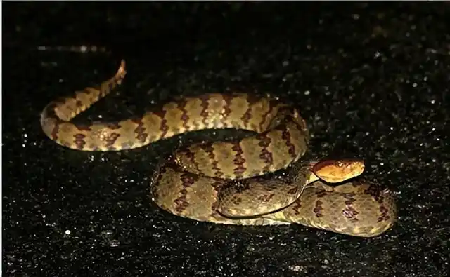 蛇类属于一种冷血动物,它们的体温只能依靠自然环境的温度来保持,如果