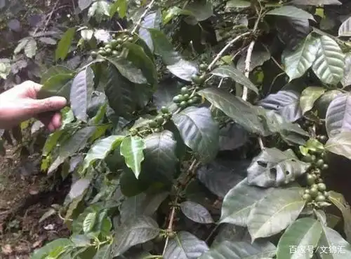 檀香木未成熟的果实